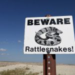 On Rattlesnakes, Marketing and Building a Business
