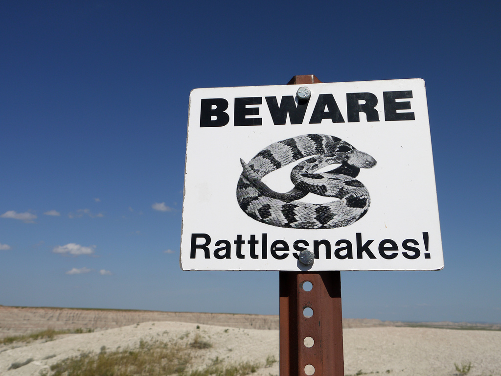 On Rattlesnakes, Marketing and Building a Business