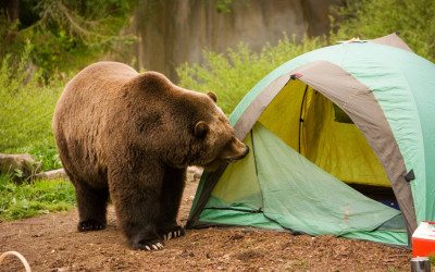 How to Keep Bears from Eating Your Business